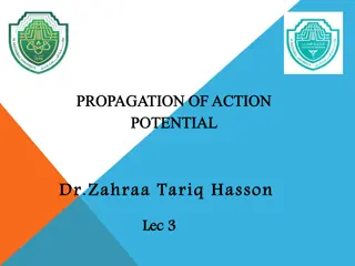 Understanding Action Potential Propagation in Neurons