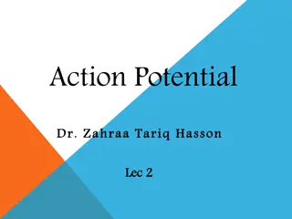 Understanding Neuronal Action Potentials