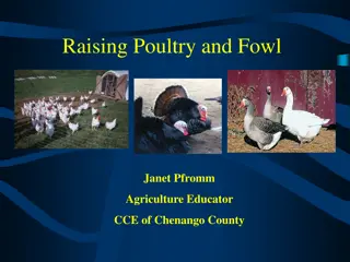 Raising Poultry and Fowl: Essential Guide for Beginners