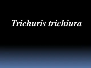 Understanding Trichuris trichiura - The Whipworm Parasite