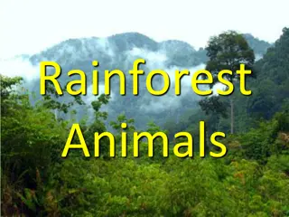 Discover Rainforest Animals: Gorillas, Parrots, and More
