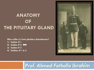 Understanding Anatomy of the Pituitary Gland and Its Importance