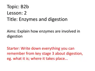 Enzymes and Digestion in the Body