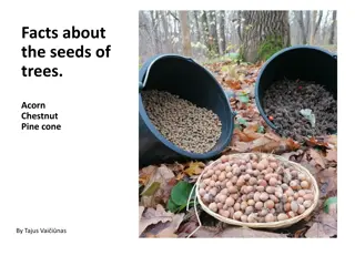 Facts About Tree Seeds - Acorn, Chestnut, Pine Cone by Tajus Vaiinas
