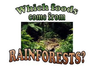Foods Originating from Rainforests