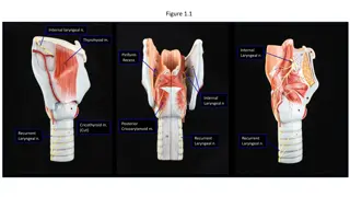 Detailed Anatomy of the Larynx and Respiratory System