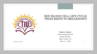 Red Blood Cell Life Cycle: From Birth to Breakdown Overview