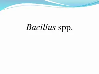 Characteristics and Diseases of Bacillus Species