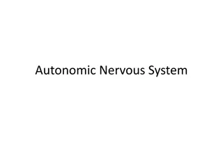 Comparison Between Somatic and Autonomic Nervous Systems
