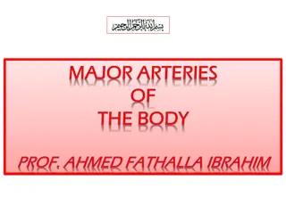 Understanding Arteries and Aorta: Anatomy and Functions