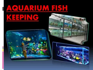 Discover the Fascinating World of Aquarium Fish Keeping