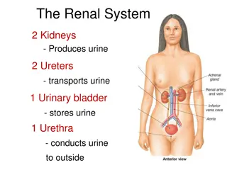 Understanding the Renal System and Nephron Anatomy