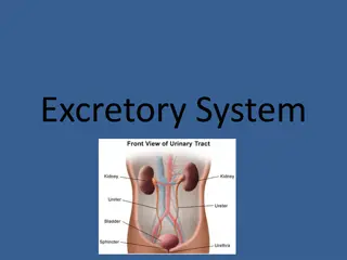 Understanding the Excretory System and Waste Removal Process