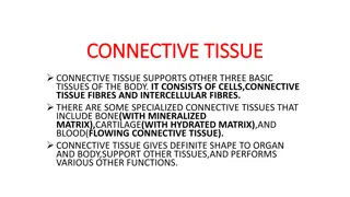 Understanding Connective Tissue: Functions, Types, and Components