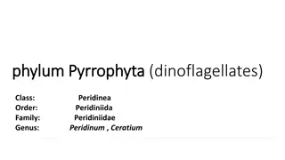 Characteristics of Pyrrophyta and Chrysophyta Algae