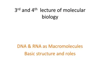 Understanding DNA and RNA Structures in Molecular Biology Lectures
