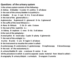 Urinary System Questions: Anatomy, Disorders, and Medical Terminology