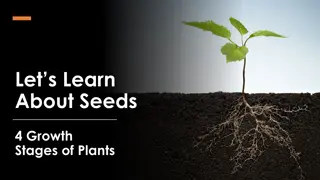 Exploring Plant Growth Stages: Seed to Adult Plant