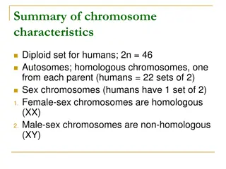 Understanding Human Chromosome Characteristics and Meiosis Process