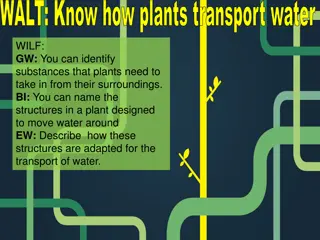 Understanding Plant Water Transport Mechanisms