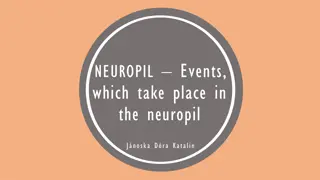 Understanding Neuropil: Events and Structures in Neural Circuits