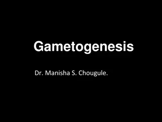 Understanding Gametogenesis: The Formation of Gametes and Spermatozoa