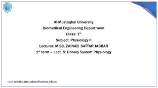 Understanding the Functions of the Urinary System in Physiology II