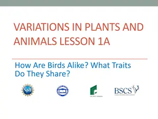 Exploring Bird Traits and Similarity in Nature