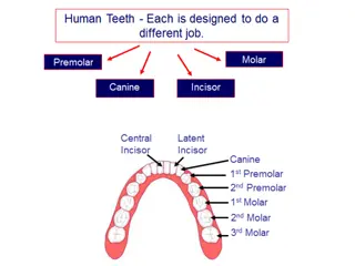 Understanding Tooth Structure and Decay Prevention