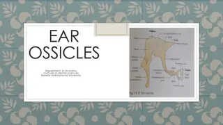 Understanding the Ossicles of the Ear in Anatomy Studies