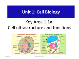 Understanding Cell Biology: Structures and Functions | National 5 Biology Lesson