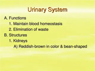 Understanding the Urinary System: Functions and Structures