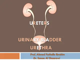 Understanding the Anatomy of Ureters, Bladder, and Urethra