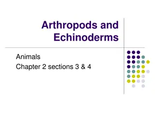 Fascinating World of Arthropods and Echinoderms in Animals