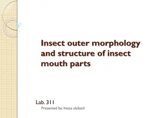 Insect Morphology and Mouthparts Structure Overview