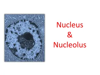 Understanding the Cell Nucleus and its Functions
