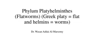 Understanding Platyhelminthes: Characteristics and Classification