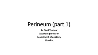 Understanding the Perineum: Boundaries, Divisions, and Fossae