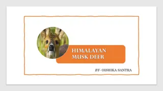 Himalayan Musk Deer: Facts, Behavior, and Conservation Status