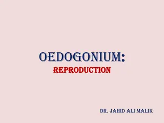 Oedogonium Reproduction Methods and Sexual Differentiation