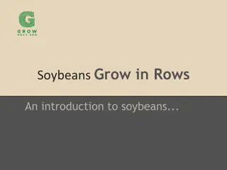 Soybeans: Growing, Harvesting, and Uses