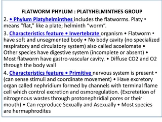 Characteristics of Flatworms: Phylum Platyhelminthes Overview