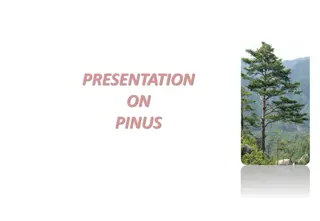 Fascinating Insights into Pinus Trees: Genus Pinus Overview