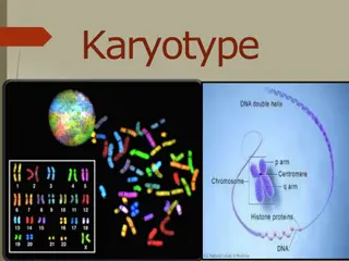 Understanding Karyotypes and Chromosomes: An Overview