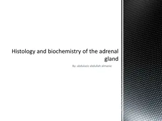 Histology and Biochemistry of the Adrenal Gland Overview