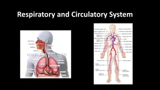 Understanding the Respiratory and Circulatory Systems for Human Health