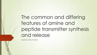 Features of Amine and Peptide Transmitter Synthesis and Release