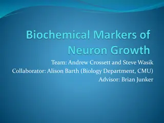 Mice Neuron Study: Synapse Characteristics and Rise Times Analysis