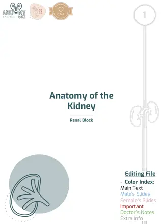 Anatomy of the Kidney: Essential Features and Functions