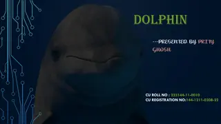 Fascinating Facts about Dolphins: Species, Behavior, and Habitat